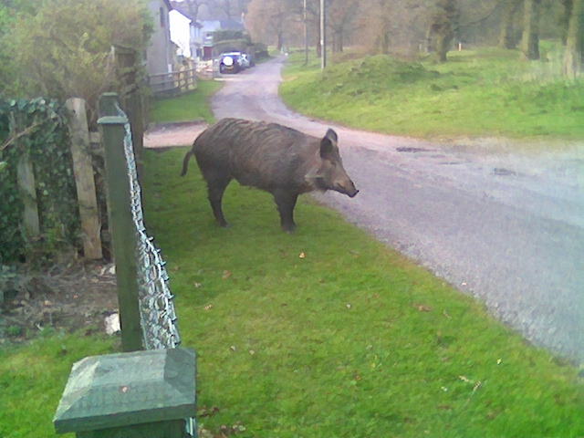 wild boar in Forest of Dean Yorkley